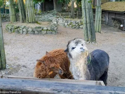 Riga Zoo szól neki, szól az utazási