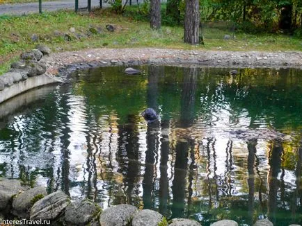 Riga Zoo szól neki, szól az utazási