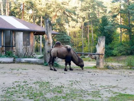 Riga Zoo szól neki, szól az utazási