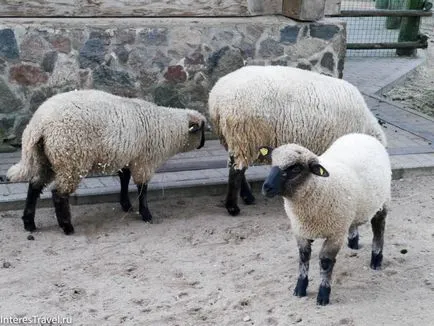 Riga Zoo szól neki, szól az utazási