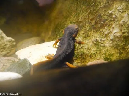 Riga Zoo szól neki, szól az utazási