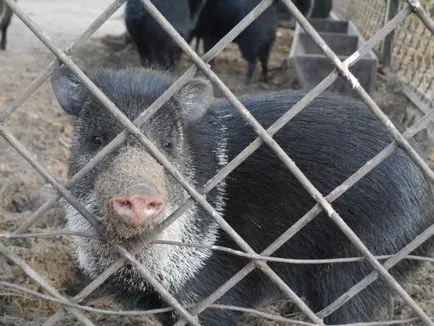 Riga Zoo szól neki, szól az utazási