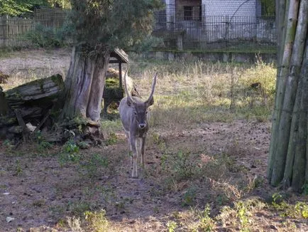 Riga Zoo szól neki, szól az utazási