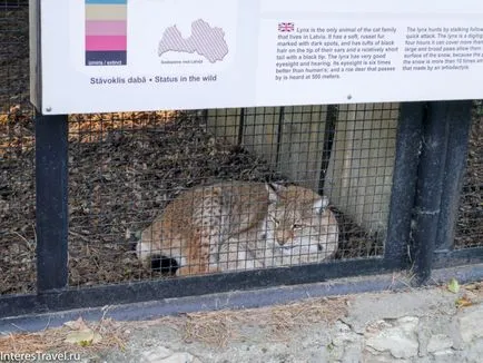 Riga Zoo szól neki, szól az utazási