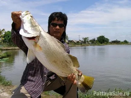 Horgászat Pattaya, hal Thaiföld, Pattaya, Pattaya olcsó, Pattaya, Pattaya