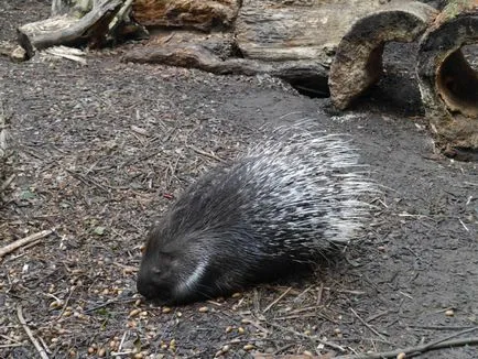 Рига Zoo е всичко за него, всичко за пътуване