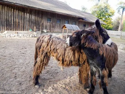 Riga Zoo szól neki, szól az utazási