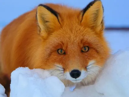 Red Fox интересни функции - животни - други