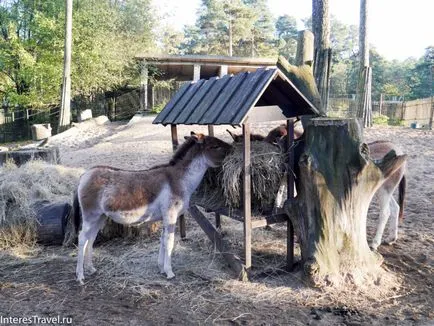 Рига Zoo е всичко за него, всичко за пътуване