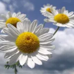 câmp Daisy