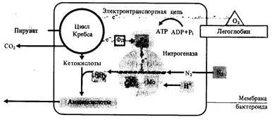 Ролята на различните елементи в живота на растенията - studopediya