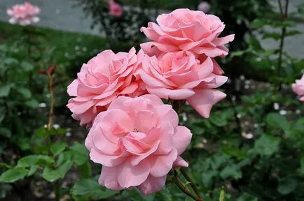 Floribunda rózsa fajták, fotó, leírás