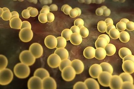 Ролята на Staphylococcus в развитието на дерматит