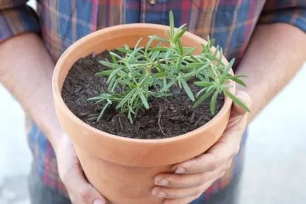 Rosemary în creștere în casa apartament, oală, suburbii în aer liber, de reproducere, de plantare și