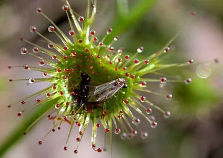 Sundew prădător de plante, de îngrijire la domiciliu, în creștere