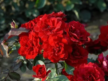 Floribunda rózsa fajták, fotó, leírás
