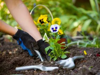 Gradinarit, horticultura, grădinăritul, producția de ciuperci pentru începători