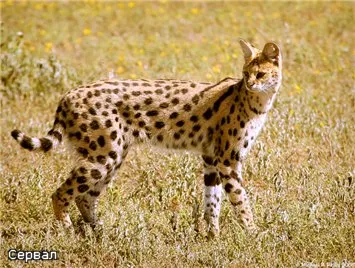 Cea mai scumpa pisica lume - pepinieră de pisici Bengal de lux