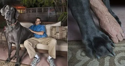 A legnagyobb és legmagasabb kutya a világon képekben