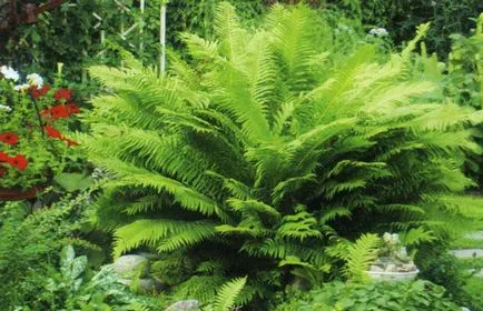 gradina Fern în plantarea de țară și de îngrijire, gradina