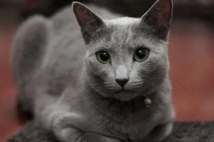 Orosz kék macska fajta leírását és egyéb információkat, az ár