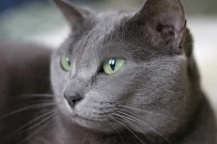 Orosz kék macska fajta leírását és egyéb információkat, az ár