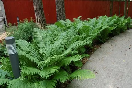 gradina Fern în plantarea de țară și de îngrijire, gradina