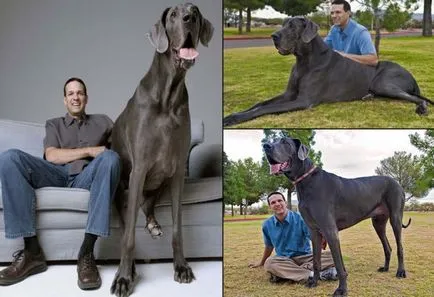 A legnagyobb és legmagasabb kutya a világon képekben