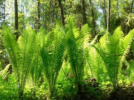 gradina Fern în plantarea de țară și de îngrijire, gradina