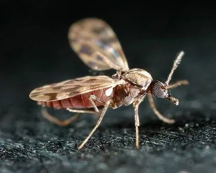 A leghatékonyabb eszköze szúnyogok az utcán