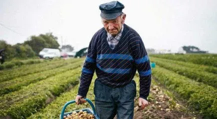 A legdrágább burgonya la bonnotte - Guinness World Records