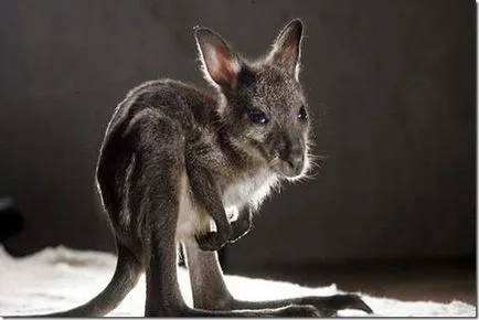 A legcsodálatosabb gyerek fauna