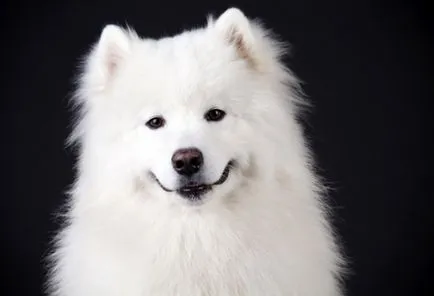 Cel mai puternic rasa de fotografii de câine, rating de cele mai puternice caini din lume, fotografii