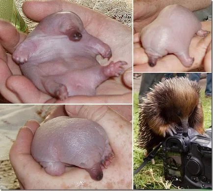 A legcsodálatosabb gyerek fauna