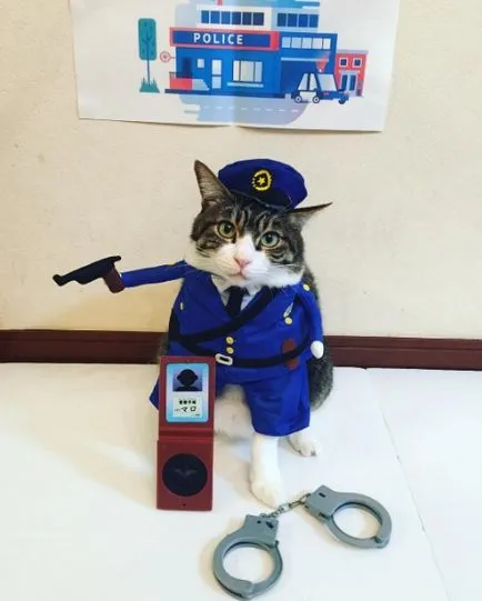 Най-котка пациент в света на 300 костюми за домашни любимци с невероятна уравновесеност