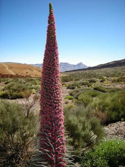 vacanță independentă în Tenerife, în revizuirea