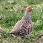 descriere Partridge, reproducere, și o varietate de conținut în casă