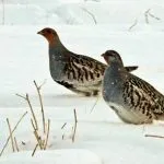 Partridge leírás, reprodukció, és a különböző tartalmak az otthoni