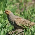 descriere Partridge, reproducere, și o varietate de conținut în casă