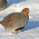 descriere Partridge, reproducere, și o varietate de conținut în casă