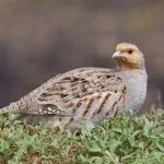 descriere Partridge, reproducere, și o varietate de conținut în casă