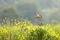 Partridge, ahol lakott, és úgy néz ki, mint a (fotó és leírás)