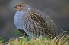 Partridge, ahol lakott, és úgy néz ki, mint a (fotó és leírás)