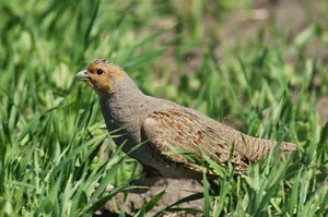 Partridge, kép egy madár elszáll a telet melegebb táj, a terület, ahol él, és hogyan