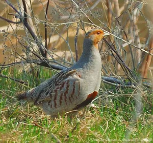 Partridge, kép egy madár elszáll a telet melegebb táj, a terület, ahol él, és hogyan