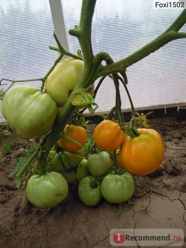 Seminte de tomate gigant portocaliu de ferme agricole Alena Lyuks - „fereastra geroasă denochki decembrie