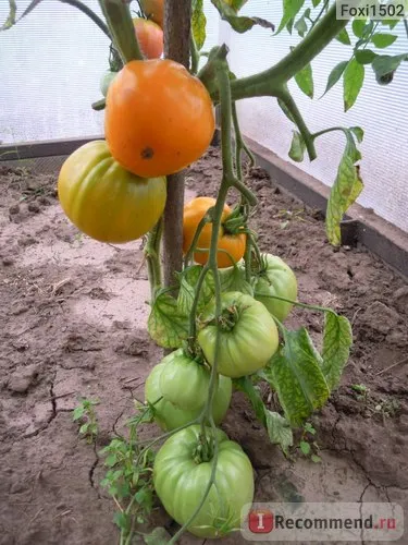 Seminte de tomate gigant portocaliu de ferme agricole Alena Lyuks - „fereastra geroasă denochki decembrie