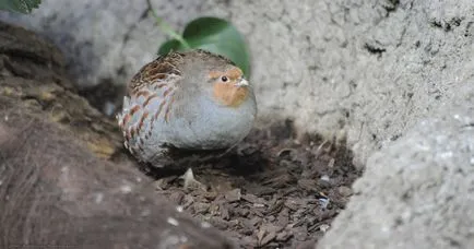 Partridge, ahol lakott, és úgy néz ki, mint a (fotó és leírás)