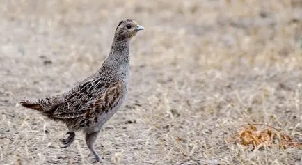 Partridge, ahol lakott, és úgy néz ki, mint a (fotó és leírás)