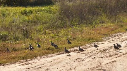 Partridge, ahol lakott, és úgy néz ki, mint a (fotó és leírás)